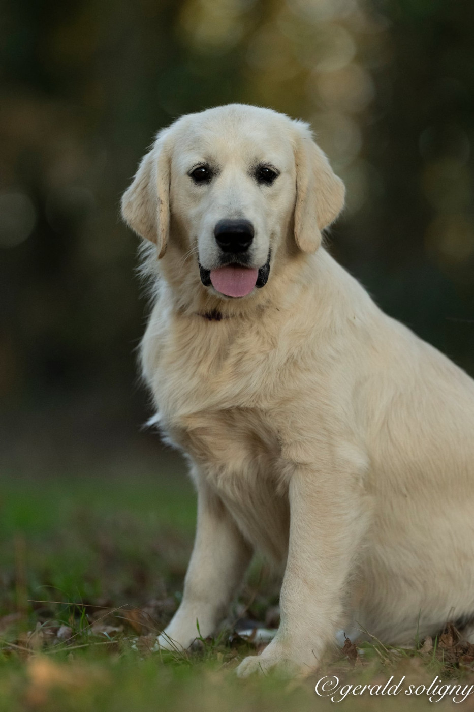Dix-Huit Carats - Chiots disponibles - Golden Retriever