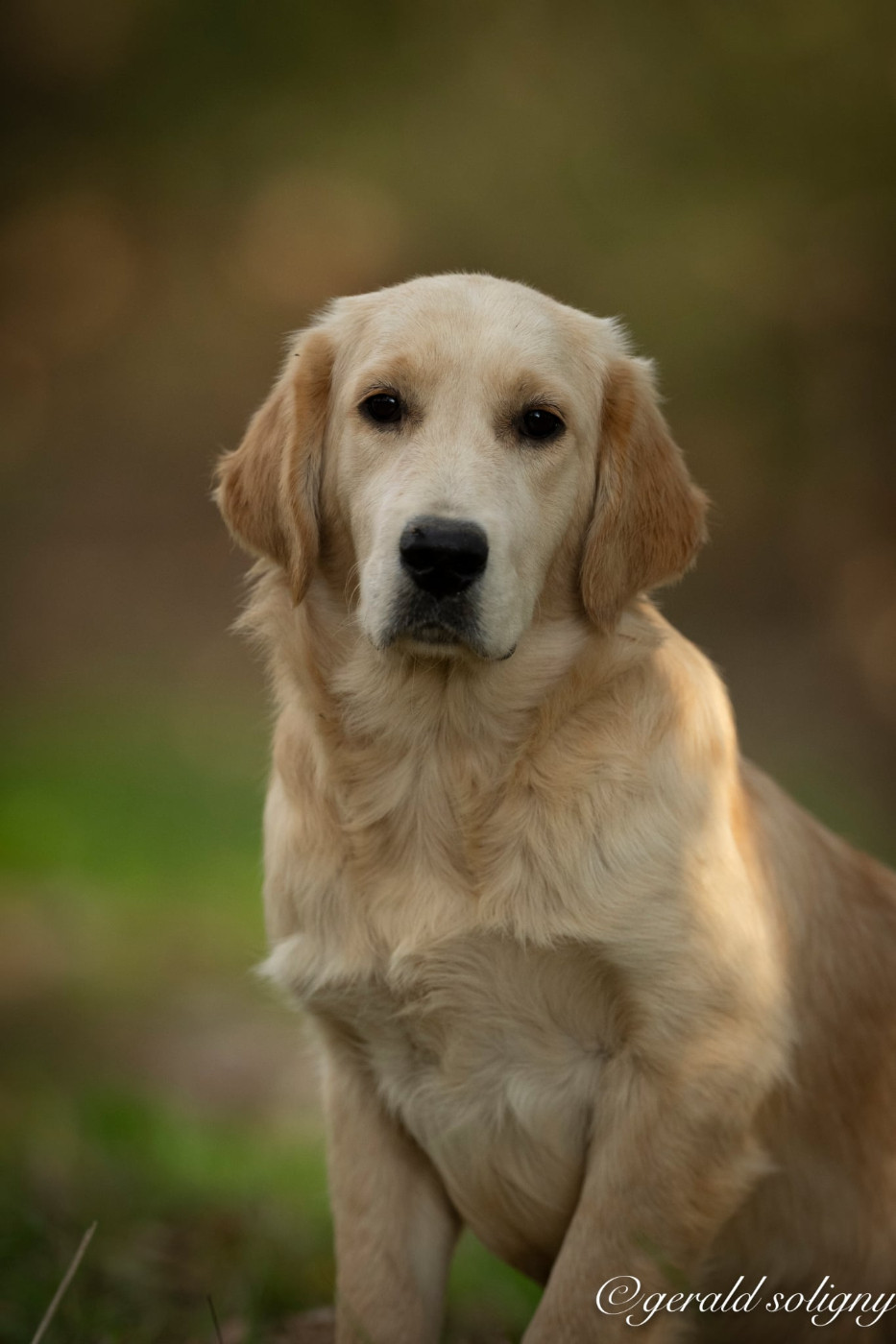 Dix-Huit Carats - Chiots disponibles - Golden Retriever