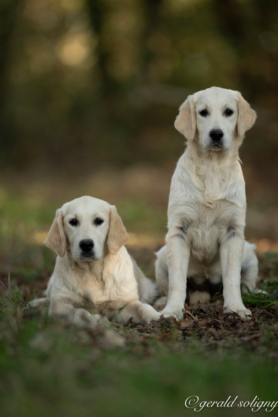 Dix-Huit Carats - Chiots disponibles - Golden Retriever