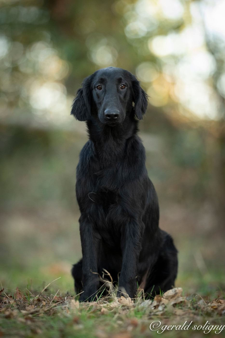 Dix-Huit Carats - Chiots disponibles - Flat Coated Retriever