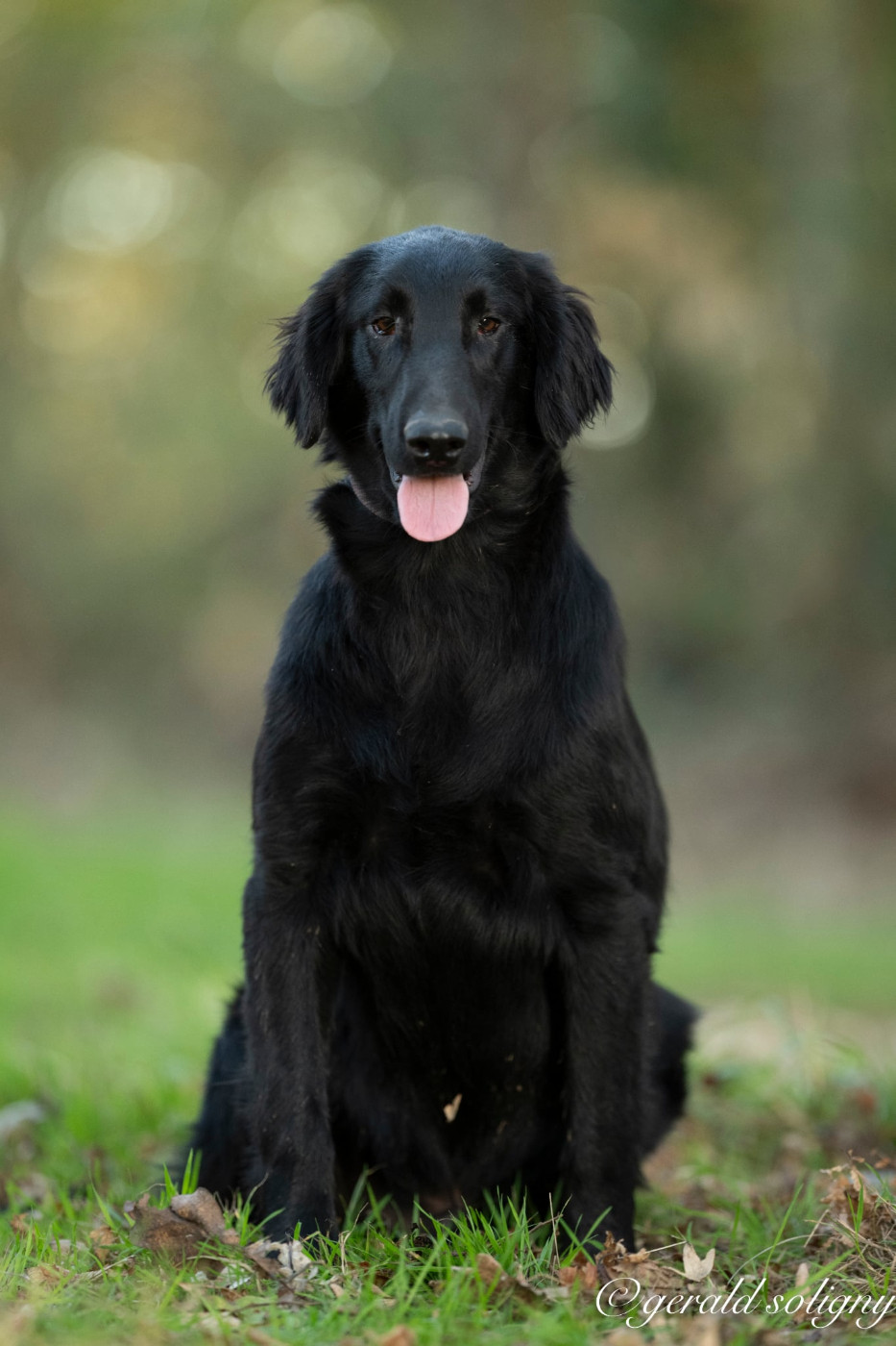 Dix-Huit Carats - Chiots disponibles - Flat Coated Retriever