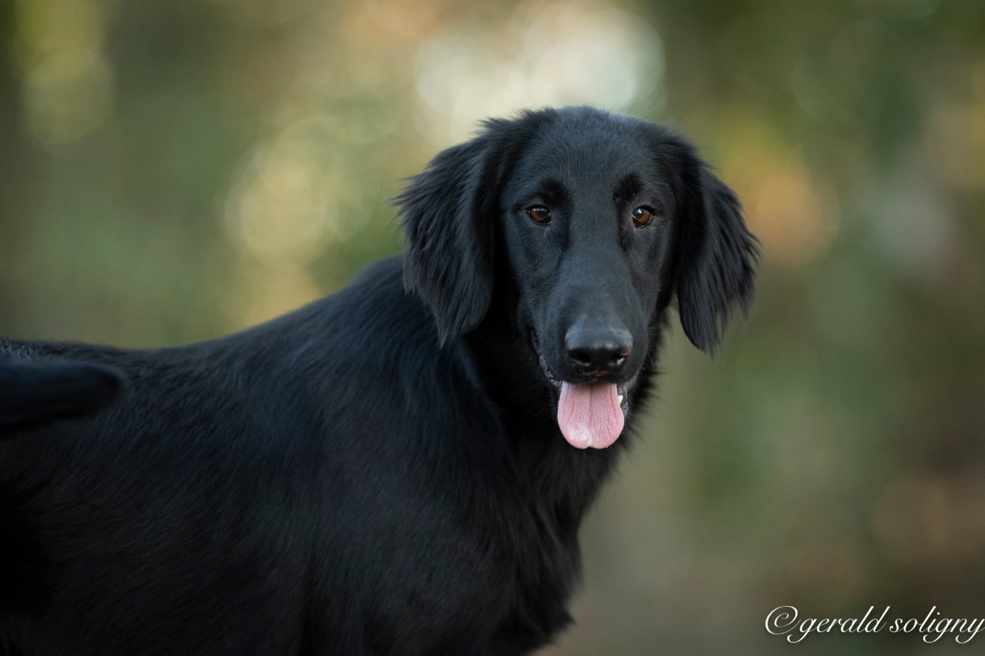 Dix-Huit Carats - Chiots disponibles - Flat Coated Retriever