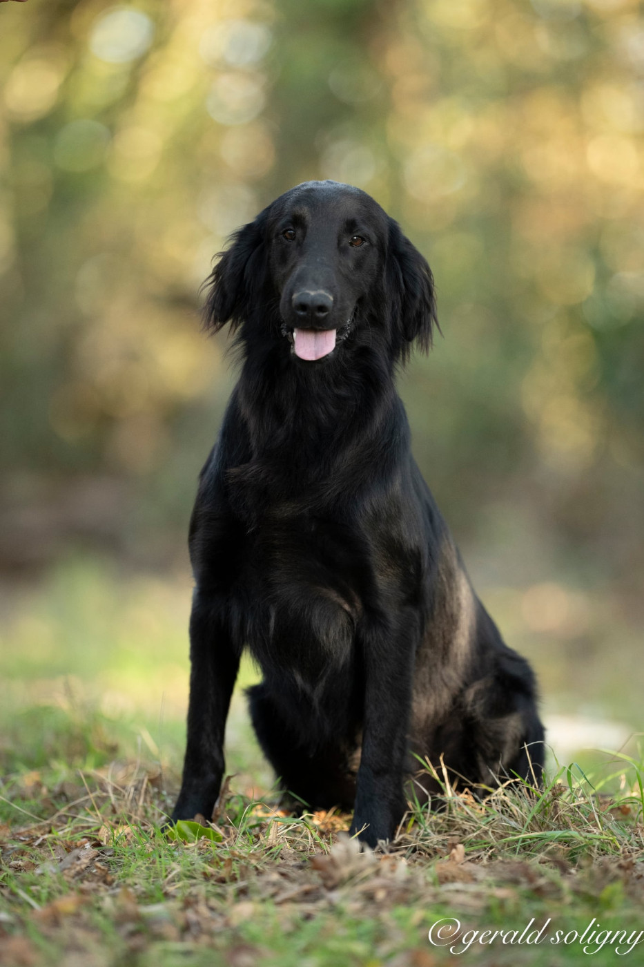 Dix-Huit Carats - Chiots disponibles - Flat Coated Retriever