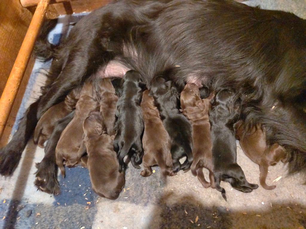 Chiot Flat Coated Retriever Dix-Huit Carats