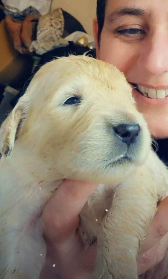 Chiot Golden Retriever Dix-Huit Carats