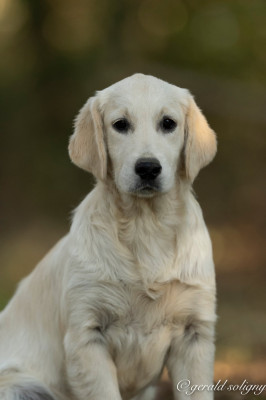 Chiot N°5